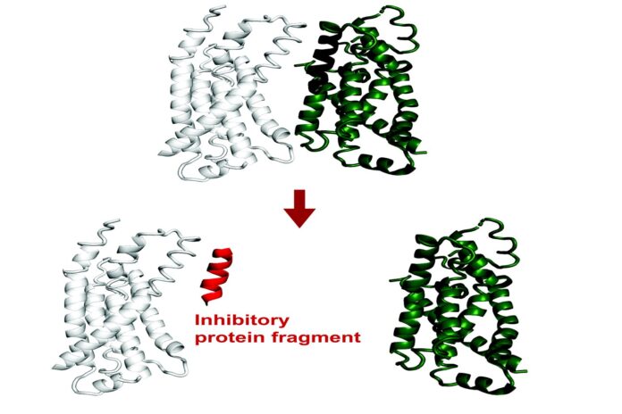 AI System Predicts Protein Fragments That Can Bind to or Inhibit a Target