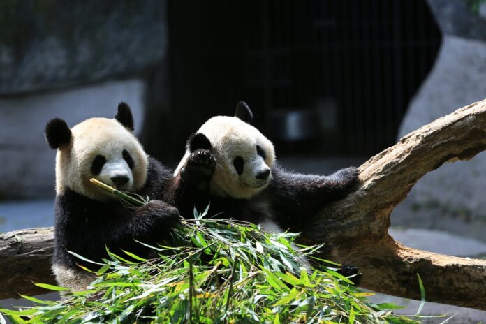 7 Pandas Tricks That Saved My Time
