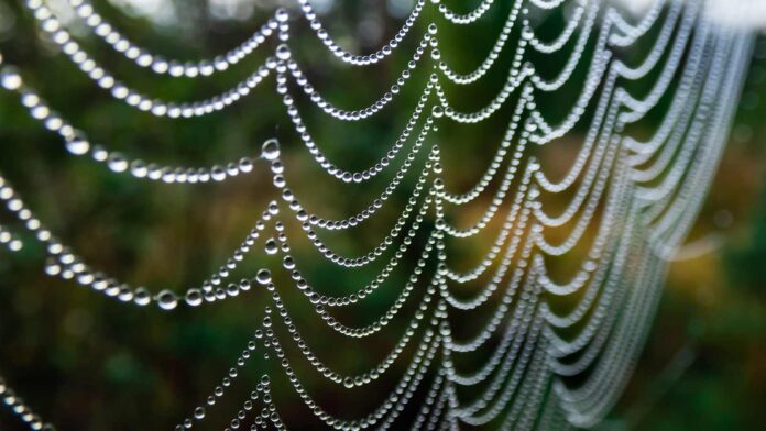 Bacteria's Role in Converting Plastic to Spider Silk
