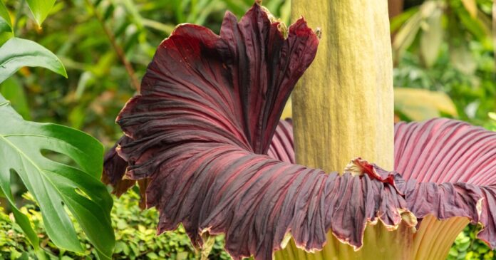 Iconic Corpse Flower At Risk Of Extinction