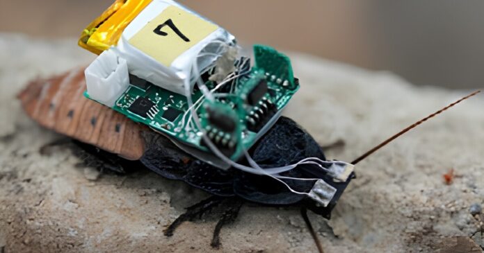 Cyborg Cockroaches Controlled with UV Goggles