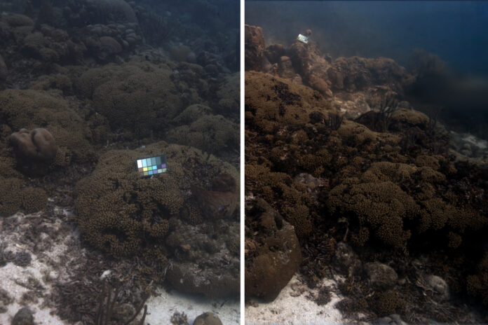 Removing Water Effects from Underwater Images