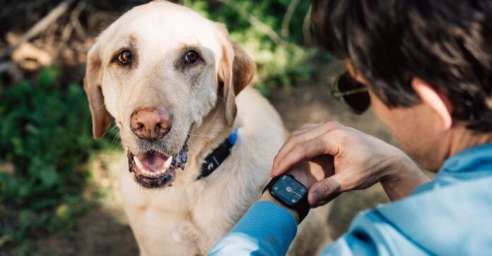Fi's AI-Powered Dog Collar Monitors Pet Behavior Via Apple Watch