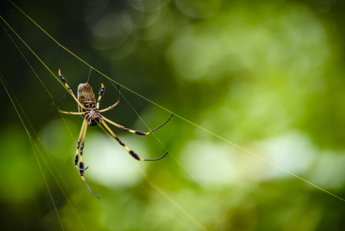 Spider Legs Inspire Ultimate Anti-Adhesive