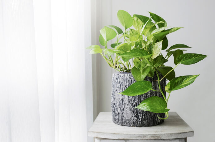 The Hidden Dangers of Indoor Air Pollution and How Plants Can Help